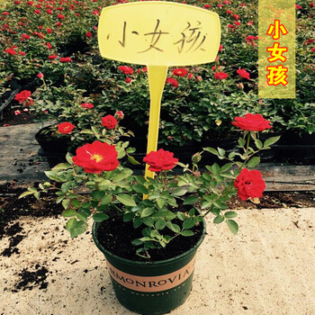 藤本月季花苗 爬藤月季 阳台玫瑰花苗 盆栽地栽绿植花卉 小女孩 (爬藤