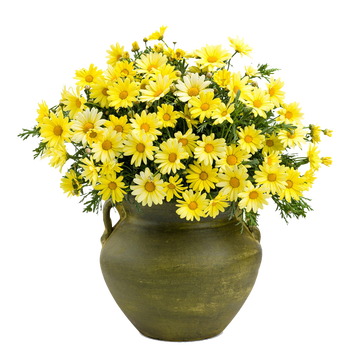 上芯【】玛格丽特花苗 柠檬黄sn3290