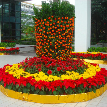 大型朱砂桔橘子树盆栽柑橘年桔年宵花卉开业送礼广州佛山配送上门 果