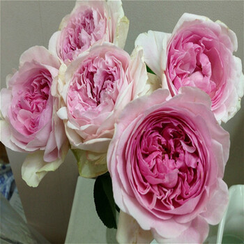 gren伊芙系列浓香新品切包月季:芬芳喷泉(fontaine) 月季花苗 中苗 带