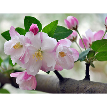 西府 垂丝 北美海棠花苗盆栽花卉 庭院种植物绿化苗木 千羽海棠2c粗 