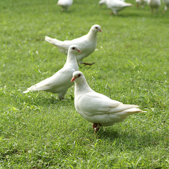 天农(tinoos)乳鸽 供港鸽子农家散养 250g/只 3只装