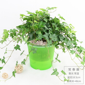 常春藤吊蘭鳥巢蕨盆栽新居裝修室內除吸水培綠植物 大常春藤-高腰綠盆