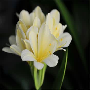 相识缘 观花观叶绿植室内花卉盆景君子兰盆栽 圆头和尚君子兰 带原土
