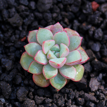 hui) 多肉植物新手组合盆栽含盆多肉办公桌室内绿植花卉 蓝宝石_现价