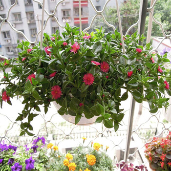 盆栽水养植物口红吊兰绿萝 紫叶吊兰金边常青藤金鱼吊兰牡丹吊兰青叶