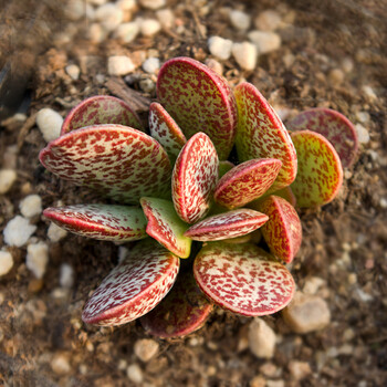 玛丽安水泡多肉植物稀有水泡多肉 赤兔水泡10片叶 不含盆土_ 7折现价9