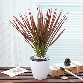 简约懒人花盆三色铁绿植盆栽 三色铁 含盆