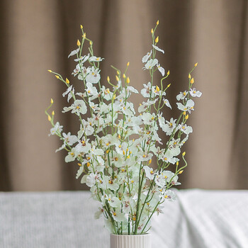 跳舞兰 跳舞兰-白色【图片 价格 品牌 报价】-京东