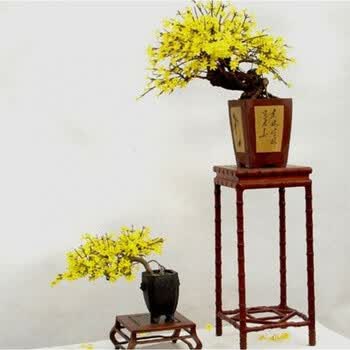 毅旅 实物 迎春花树桩花卉盆栽室内微型盆景植物 7年生(当年开花) 不