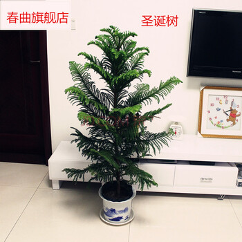 绿植盆栽绿植花卉盆景植物南洋杉水杉盆景杉树苗60公分高盆景不含盆 图片价格品牌报价 京东