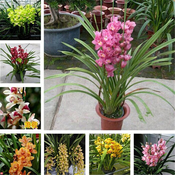 园艺 盆栽花卉兰花苗大花蕙兰 蝉兰 虎头兰当年开花大花惠兰 黄淳水晶