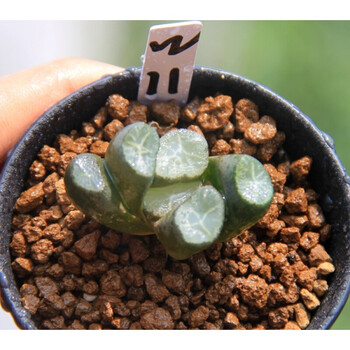 雪葵万象实生一物一拍周正大株十二卷玉露多肉植物栽好 w11 带盆栽好