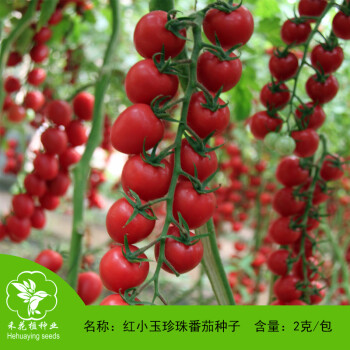 金龍蔬菜种子 红小玉珍珠番茄种子 红圣女果种子樱桃红蕃茄种孑2克/包