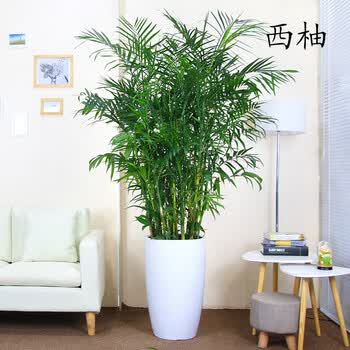 夏威夷竹子盆栽室内 富贵椰子植物大型绿植室内吸甲醛净化空气 纯白