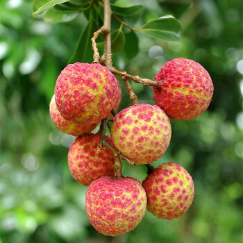 新鲜 妃子笑 荔枝水果海南荔枝5斤现摘包邮香荔