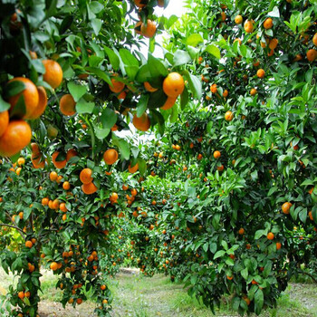 亿博园艺桔子苗果树苗桔子树苗橘子苗金桔苗砂糖橘苗桔子嫁接橘子盆栽