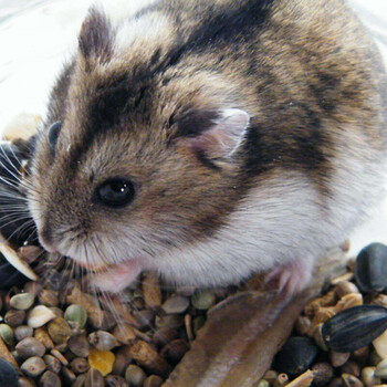 仓鼠活体 布丁 银狐 紫仓 三线 宠物仓鼠宝宝小鼠小宠物活体 送运输笼