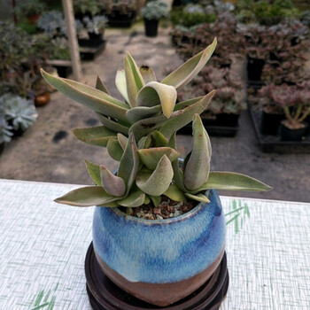 上芯肉肉植物 阿尔巴神刀 多肉植物 现无根 不含盆