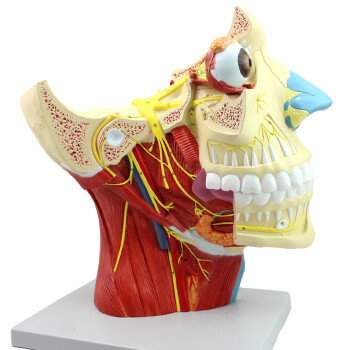 ENOVO颐诺十二对颅神经系统解剖模型12对颅脑神经模型神经内科外科头部大脑模型教学专科医学医生培训