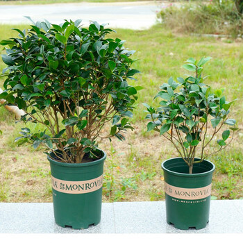 四季山茶花苗盆栽五色赤丹六角大红庭院室内花卉树苗带盆花苞 实物