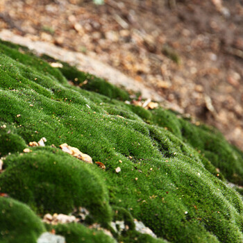 苔藓植物白发藓微景观生态瓶绿植水陆缸假山园林盆景青苔种子 朵朵藓