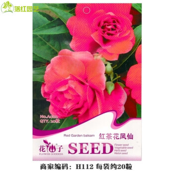 落红茶花凤仙花种子佛甲草七彩凤仙非洲凤仙凤仙花种子家庭阳台种植红茶花凤仙 图片价格品牌报价 京东