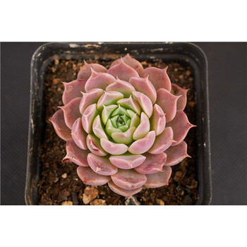 上芯s71 多肉植物 紫海 多肉 sn0702