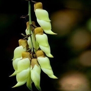 紫藤花树苗爬藤屋顶盆栽花园围墙庭院攀援植物可食用紫藤萝 黄玉藤4年