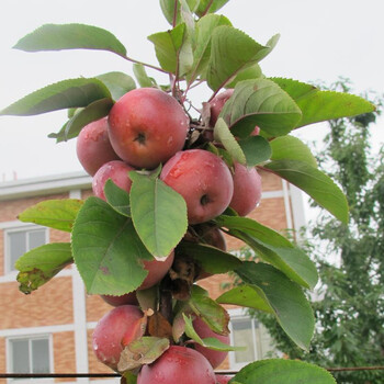 特惠】盆栽地栽果树苗盆景苹果苗嫁接苗果树苗全国适宜种植 1芭蕾苹果
