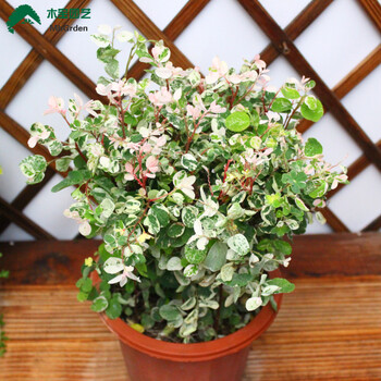 雪花木盆栽花苗阳台窗台耐阴白雪花植物盆栽多年生常青灌木绿植