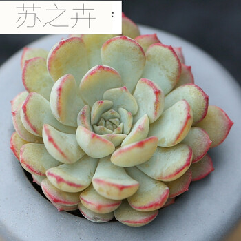 荣耀多肉植物盆栽肉肉植物办公室绿植盆栽 不含盆土 不含盆_ 5折现价