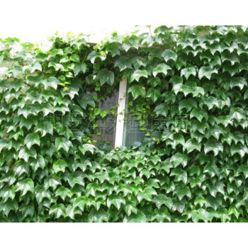 净化空气爬藤植物-常春藤-长春藤-长青藤四季不掉叶-爬藤能力强 已生长1年 不含盆