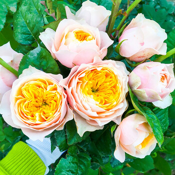 欧月 灌木新品月季 浪漫珊瑚心月季花苗 直立切包 重瓣系列 扦插小苗