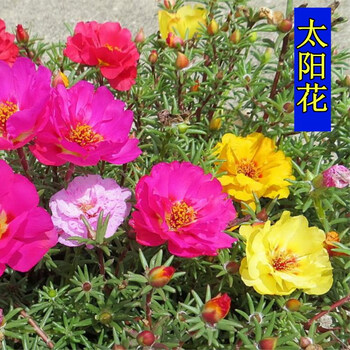 花萌萌春季户外矮生花种子太阳花松叶牡丹半枝莲四季种室外易活花种庭院阳台室内盆花草单瓣太阳花种子半斤 图片价格品牌报价 京东