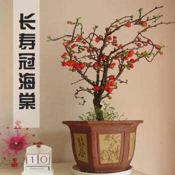 一物一拍 日本海棠花盆景树桩 长寿冠海棠花盆栽 耐寒四季开花 6年生