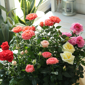 上芯迷你玫瑰盆栽欧月盆栽丹麦引进鲜花盆栽阳台花卉植物四季开花喜阳
