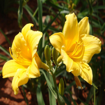 锦枫香水百合花种球当年开花香味怡人带芽发货黄百合种球1个 图片价格品牌报价 京东