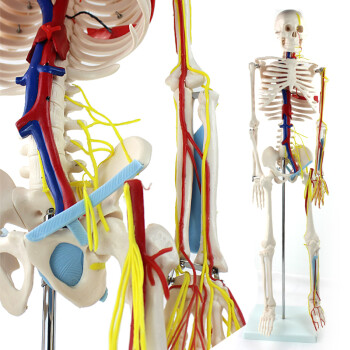 ENOVO颐诺医学85CM人体骨骼心脏血管神经模型 小针刀人体骨骼模型 医学药房中医馆人体器官展示