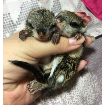 大眼飞鼠日本飞鼠幼崽小飞鼠活体宠物