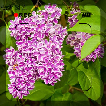 丁香种子丁香花种子花卉种籽紫丁香种子白丁香种子暴马丁香种子紫丁香半斤 图片价格品牌报价 京东