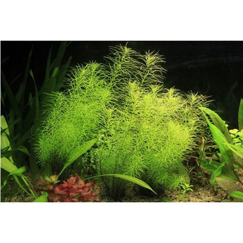 迷你小皇冠水水草水族箱鱼缸造景前景草水草 绿松尾一盆15颗