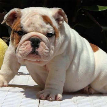 出售纯种双血统英国斗牛犬 幼犬活体赛级黄白花色英国斗牛犬幼犬 老虎