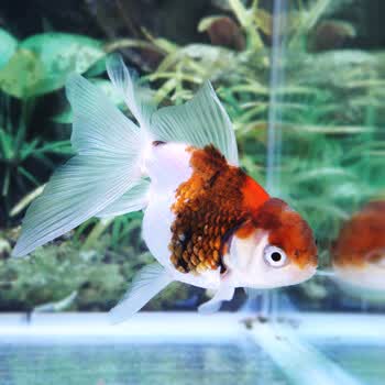 观赏鱼金鱼活体冷水鱼宠物鱼活体水族箱养鱼 三色凤高(2条) 16-19cm