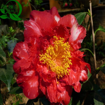 山茶花树苗带花苞 茶花基地直销 当年开花苗 年宵花卉 美人西施 五年