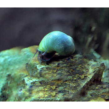 观赏螺活体黄金螺 白神秘螺 紫螺 蓝神秘螺 苹果螺 包活 蓝螺5个装