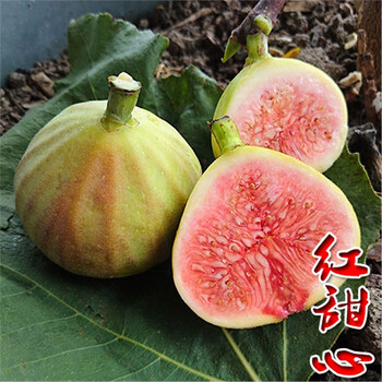 盆栽地栽无花果苗南方北方种植果树苗当年结果无花果苗 红甜心6年苗