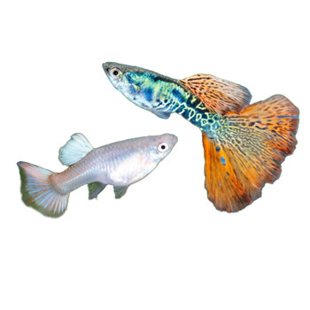 孔雀鱼活体凤尾鱼鱼苗小型淡水练手鱼水族宠物鱼 花色 美杜莎孔雀*1对