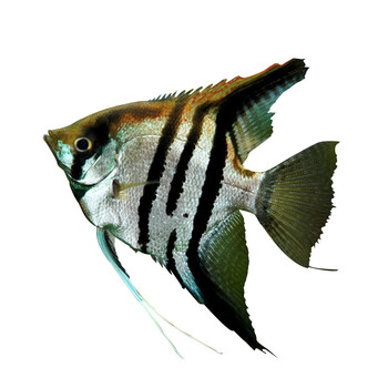 云石燕鱼2-3cm1条【图片 价格 品牌 报价】-京东