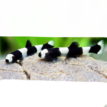 熊猫鳅 黑白鳅热带观赏鱼草缸工具鱼 观赏虾可淡水鱼小型鱼除涡虫 10